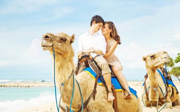 Close up of 2 Camels